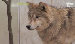 狗和狼的时间在线观看,在线观看时间线揭秘